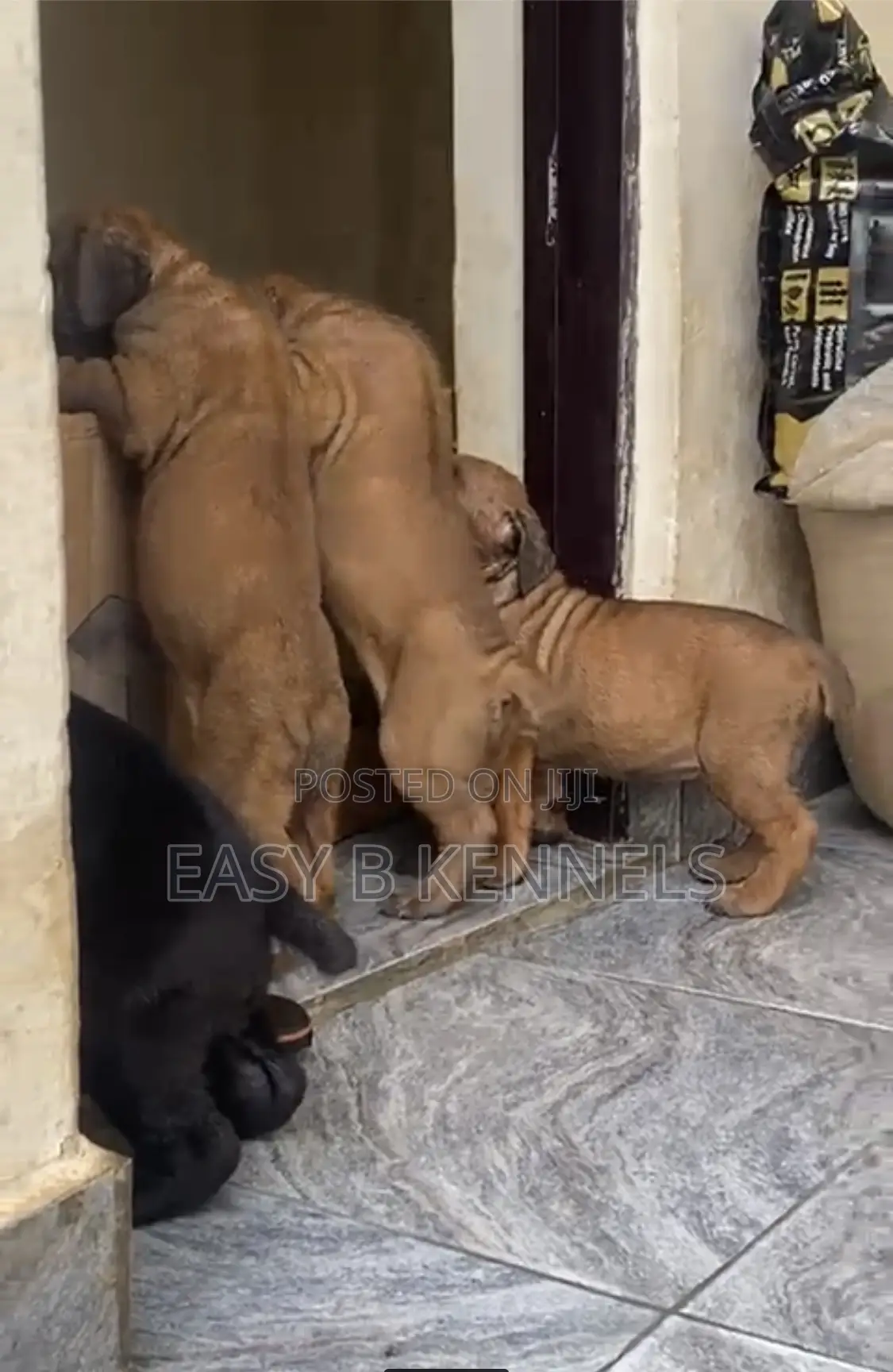1-3 months Female Purebred Boerboel