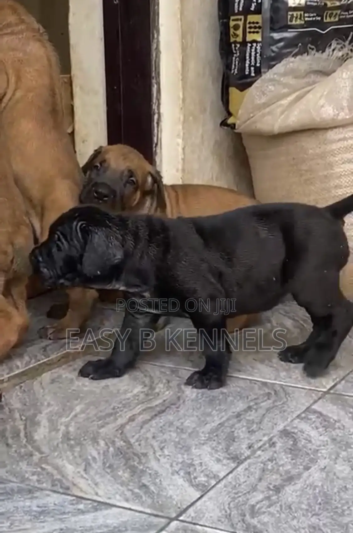1-3 months Female Purebred Boerboel