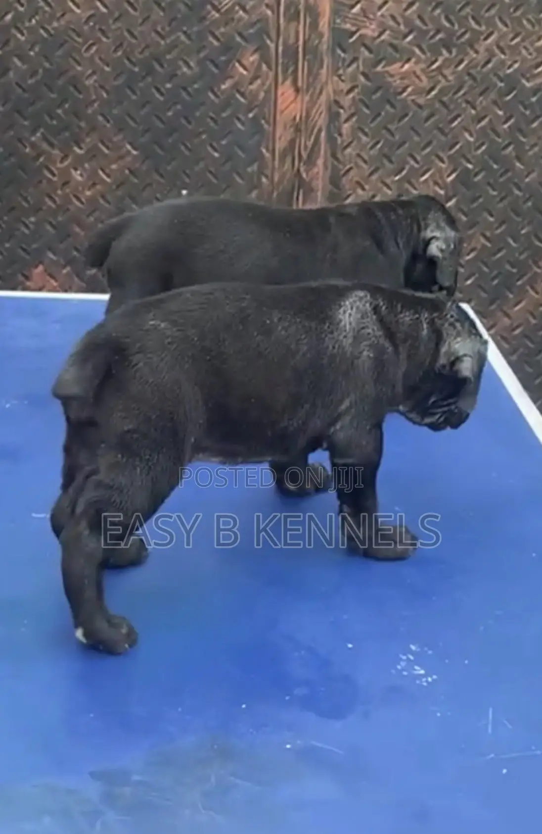 1-3 months Female Purebred Boerboel