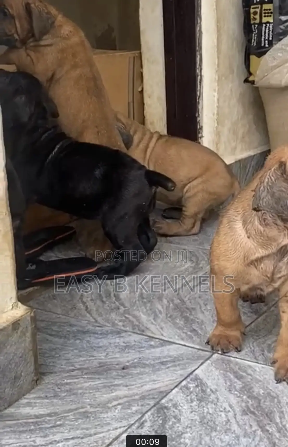 1-3 months Female Purebred Boerboel