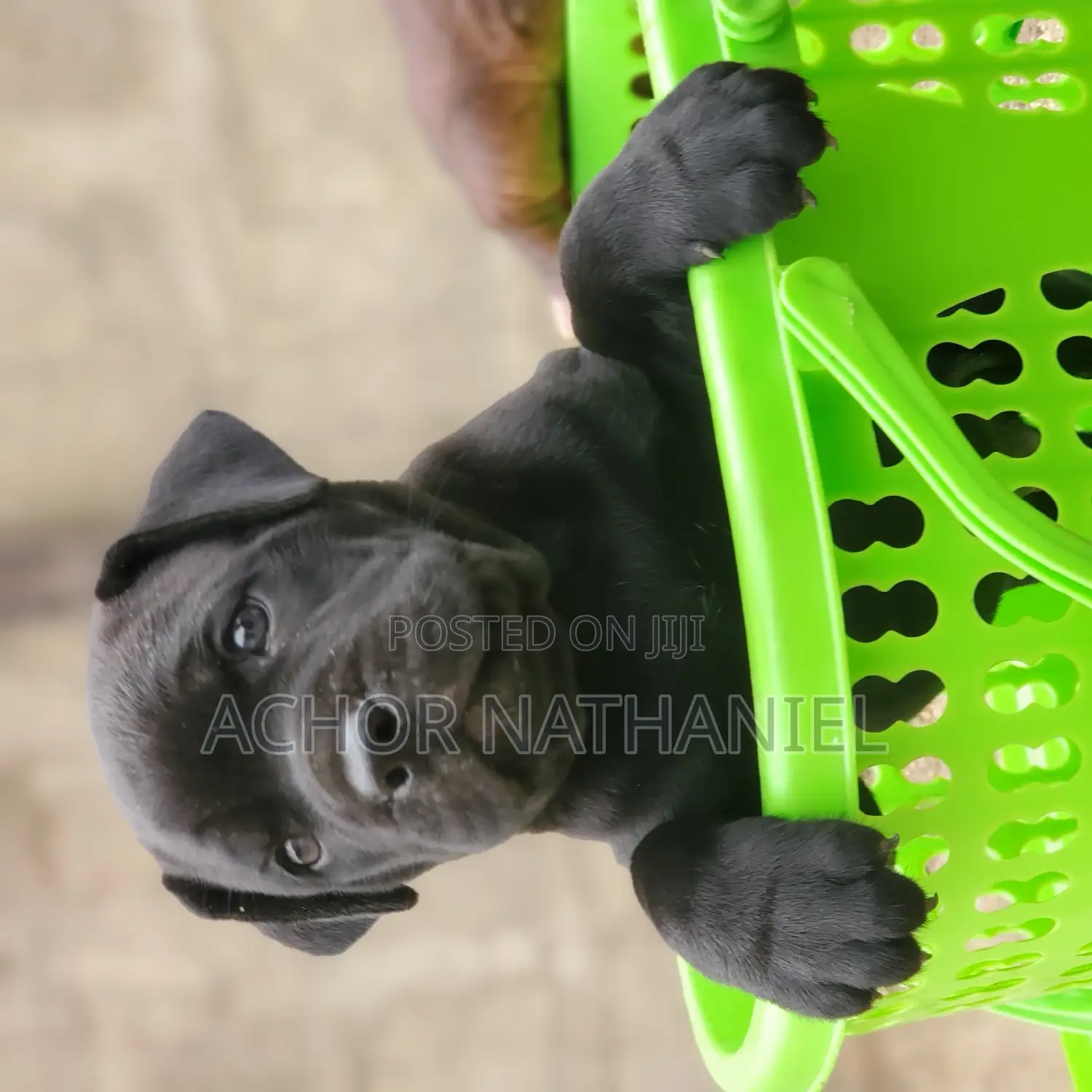 1-3 months Male Purebred Cane Corso