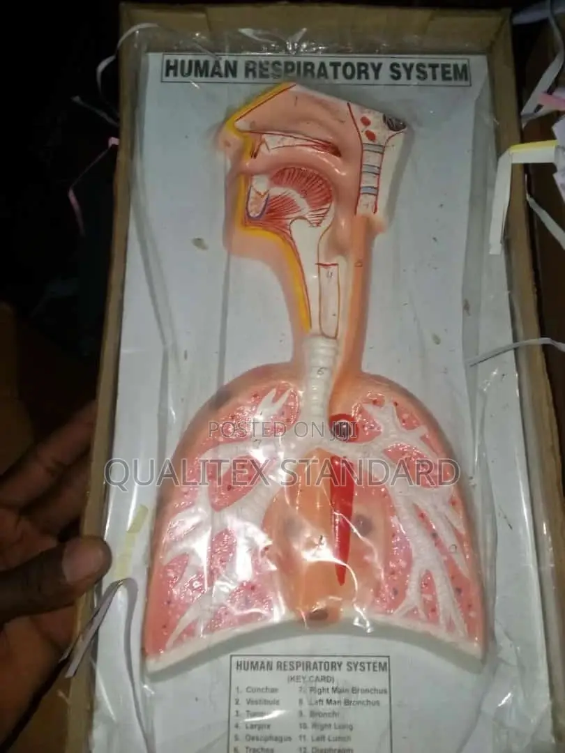 Human Respiratory System