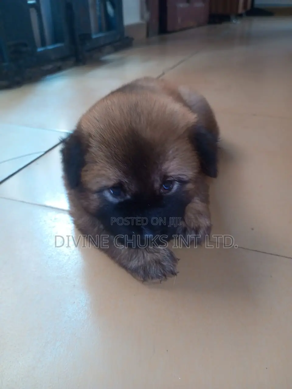 1-3 months Male Purebred Chow Chow