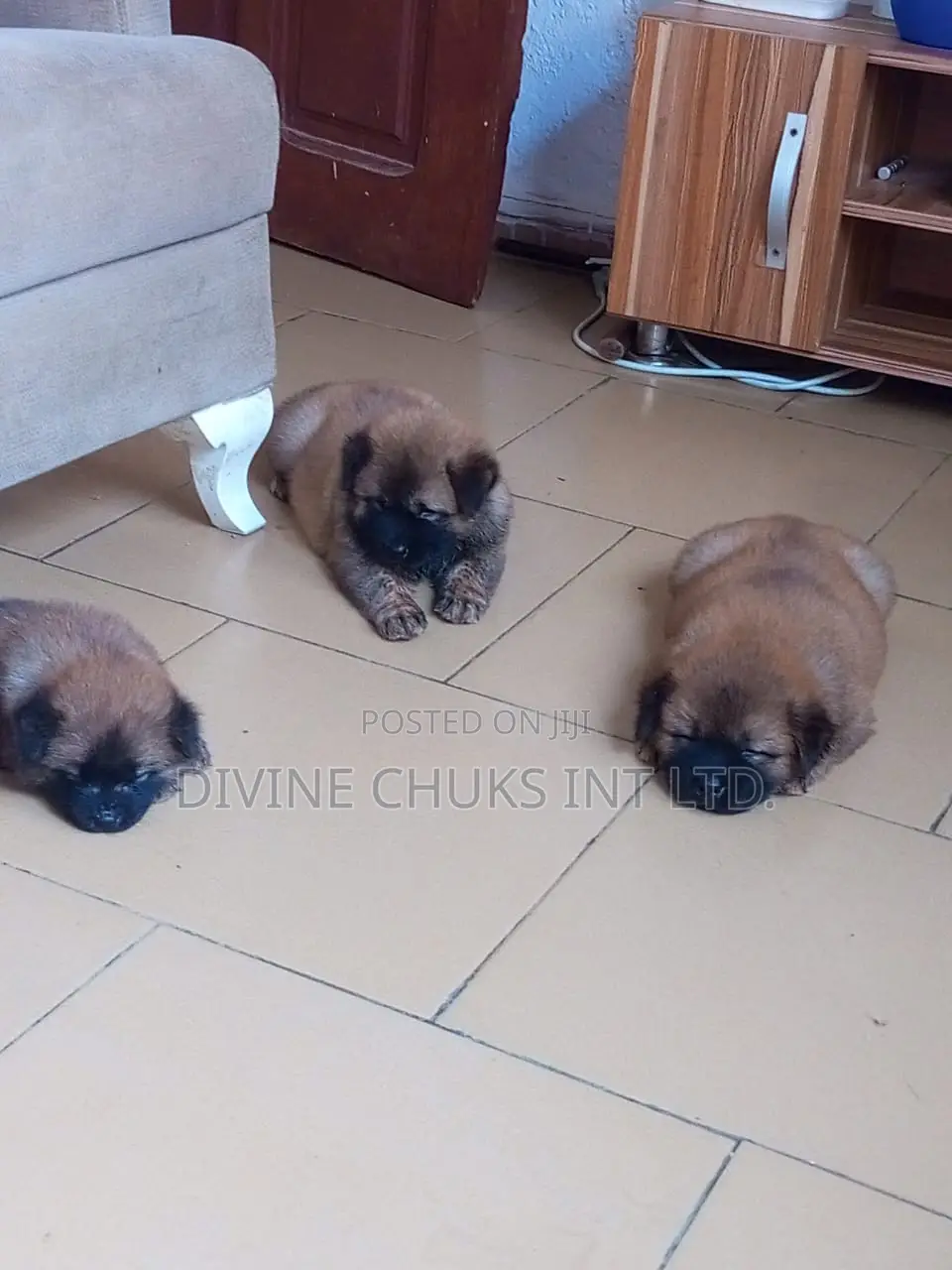 1-3 months Male Purebred Chow Chow