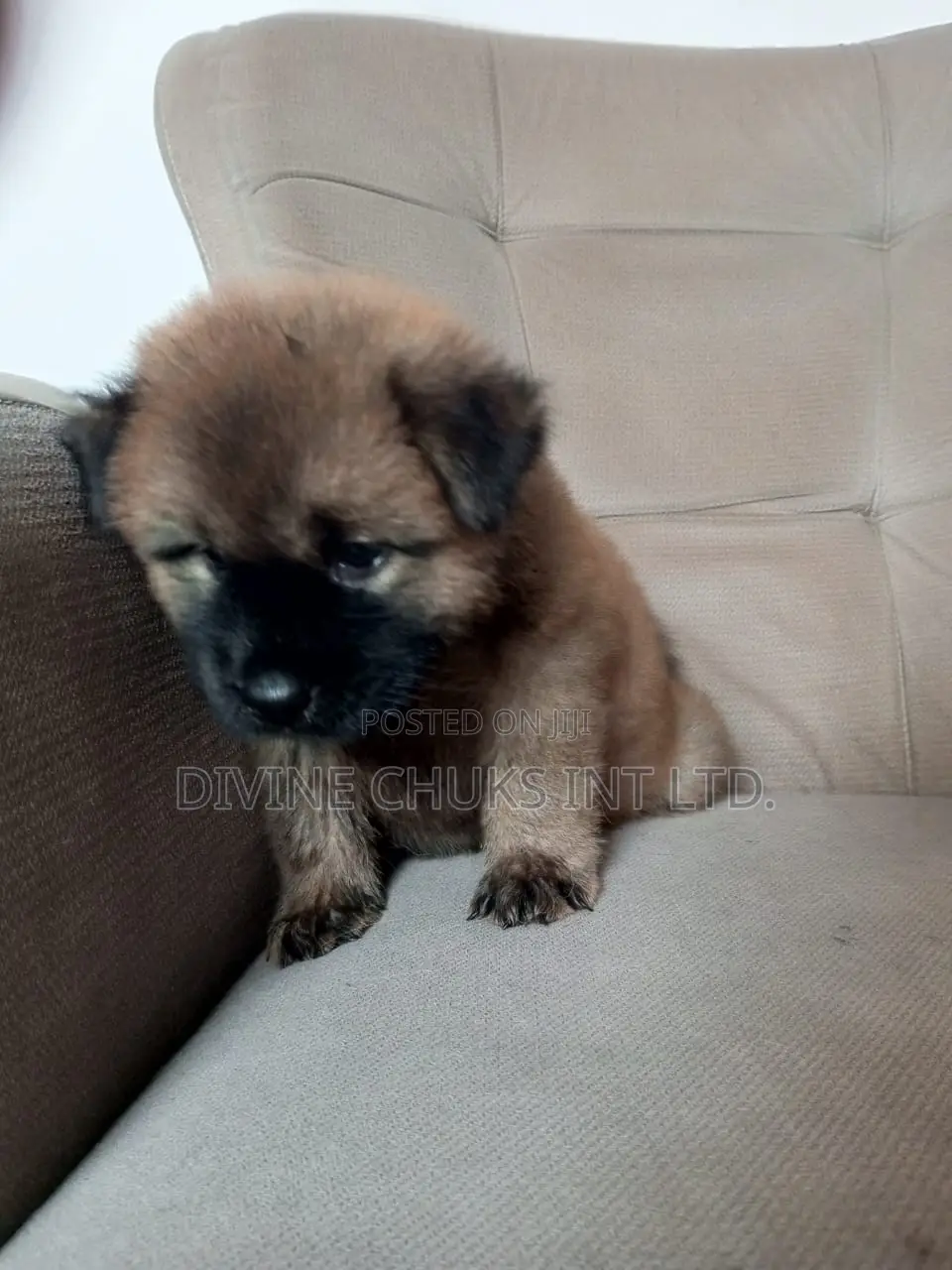 1-3 months Male Purebred Chow Chow