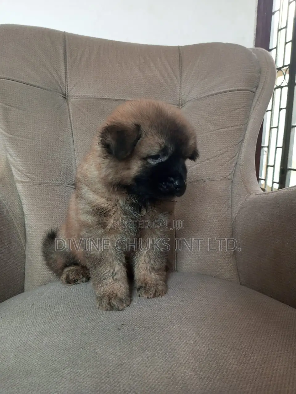1-3 months Male Purebred Chow Chow