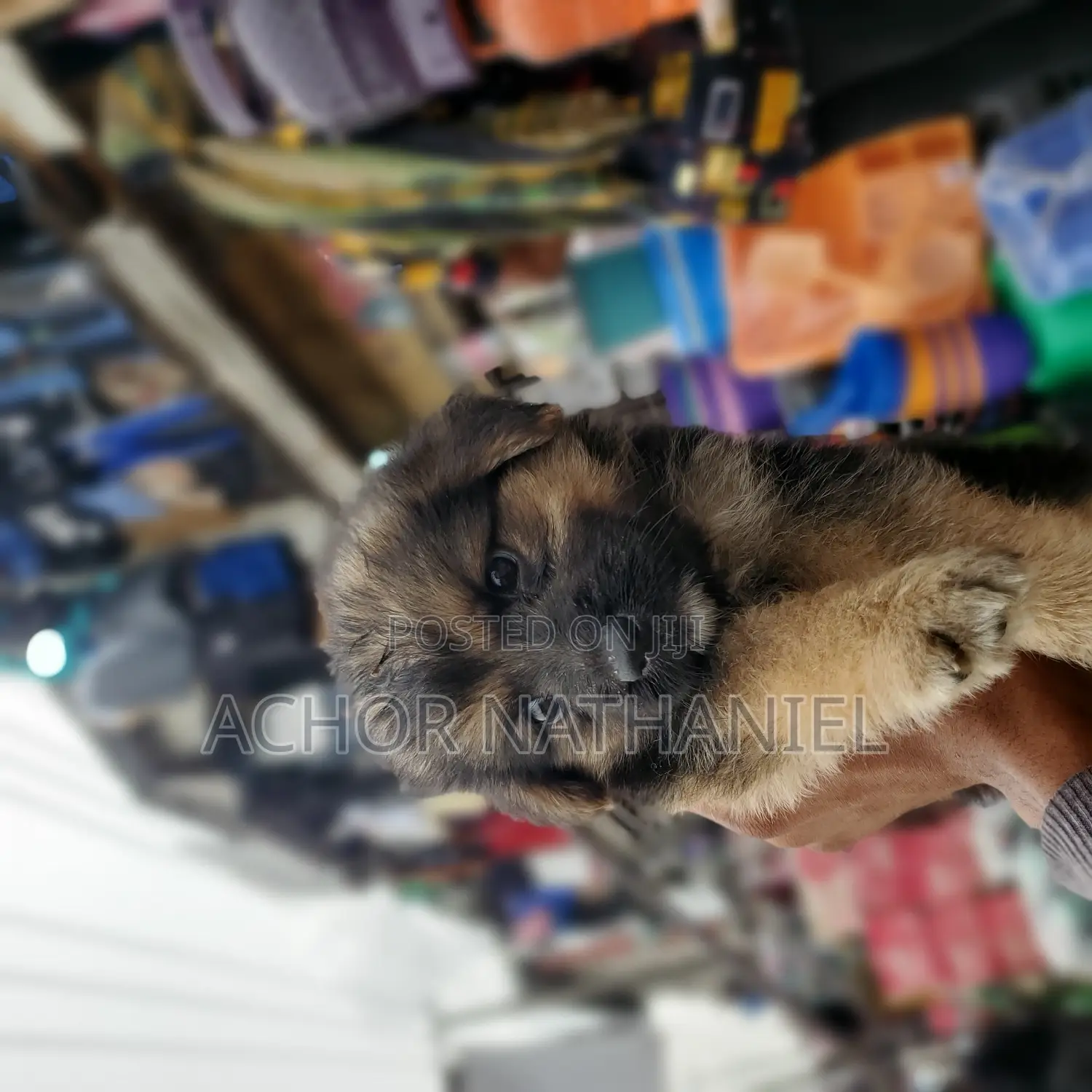 1-3 months Female Purebred German Shepherd