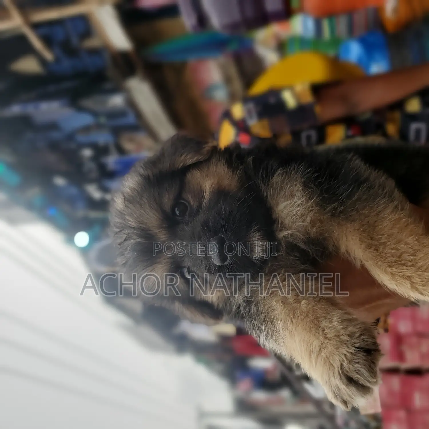 1-3 months Female Purebred German Shepherd