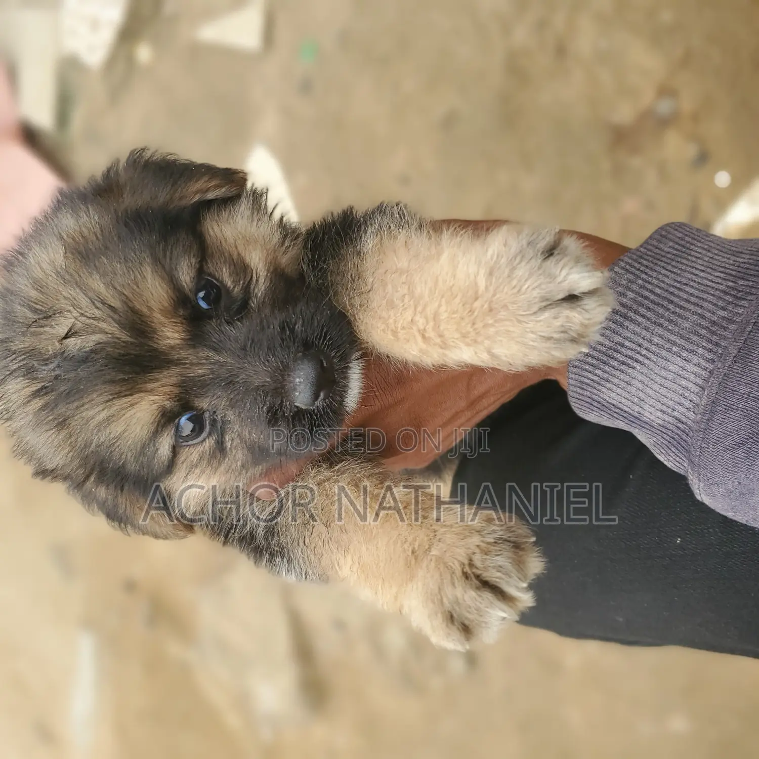 1-3 months Female Purebred German Shepherd