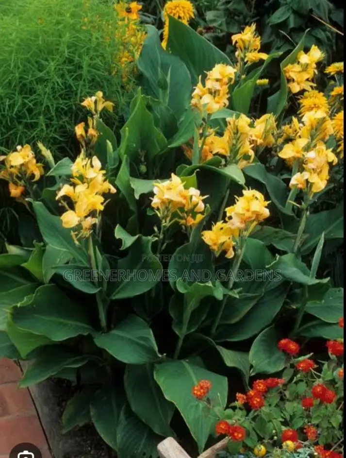 Canna Lillies