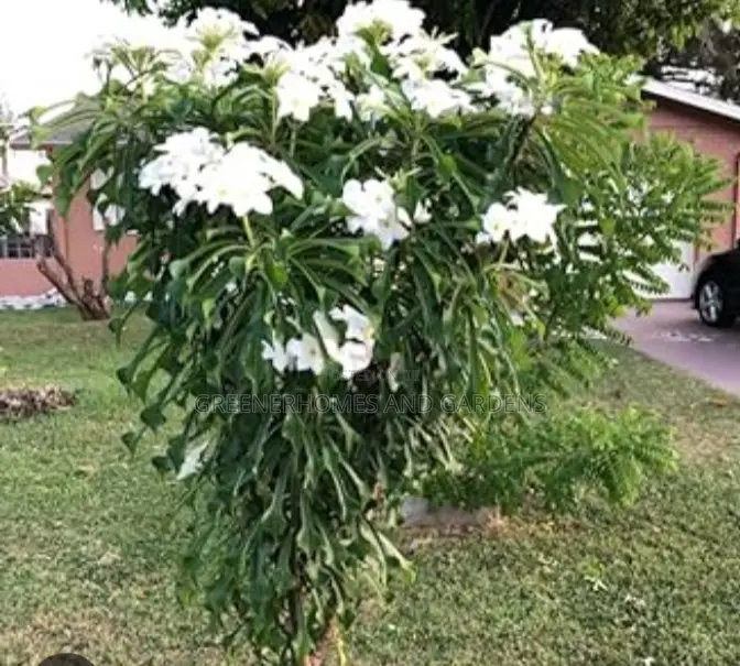 Plumeria Plant