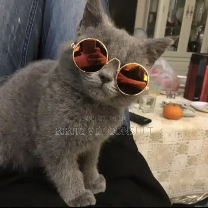Colorful Pet Sunglasses for Cat and Small Pets