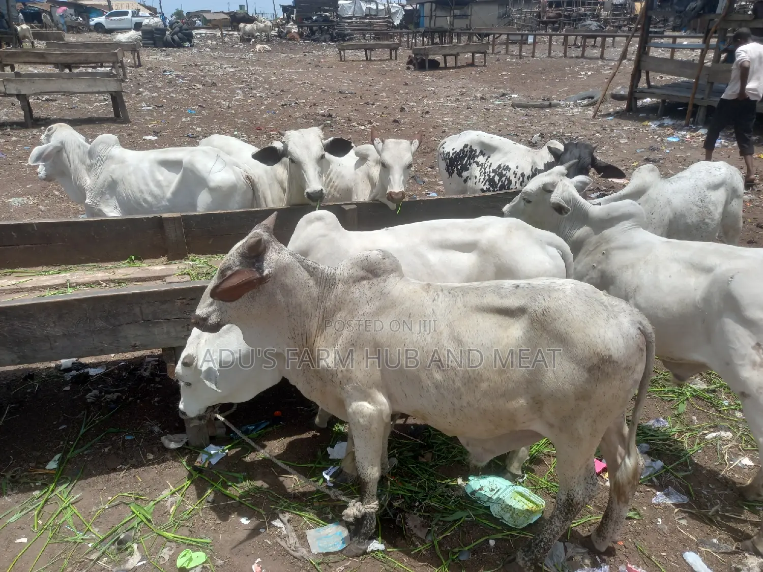Medium Healthy and Flesh Cows