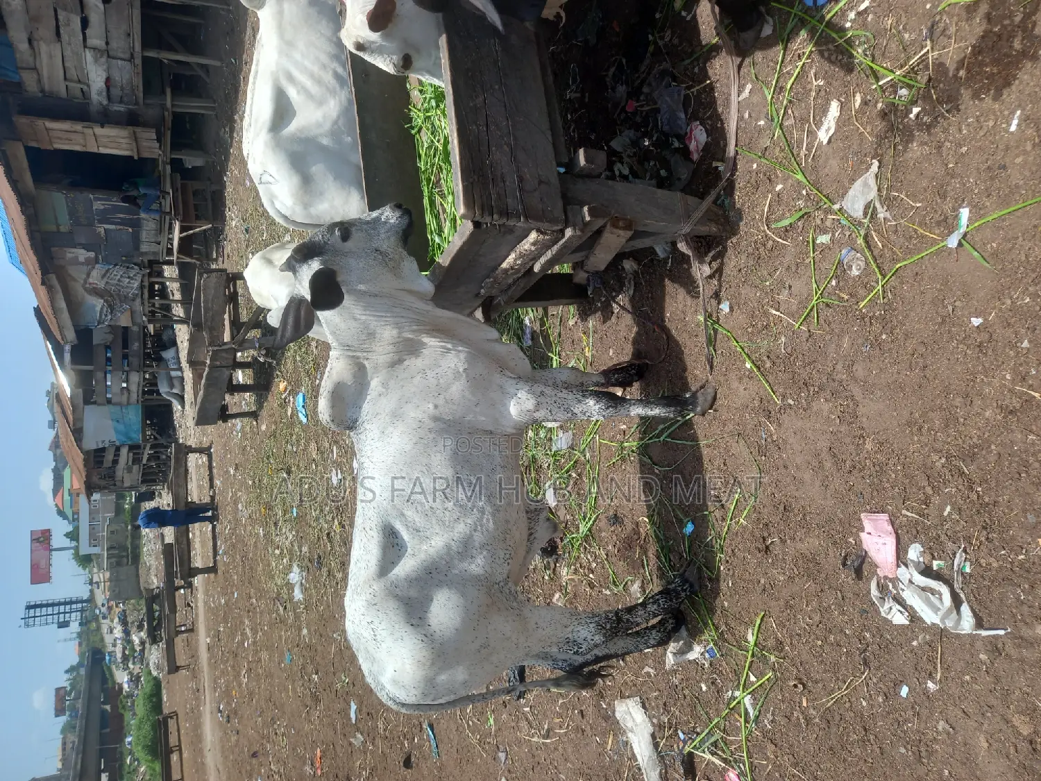 Medium Healthy and Flesh Cows