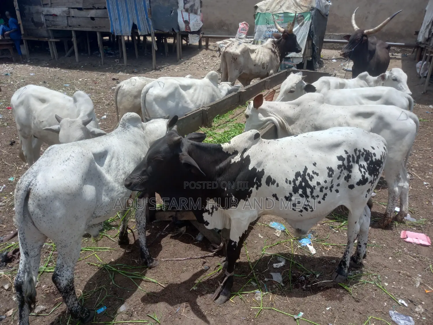 Medium Healthy and Flesh Cows