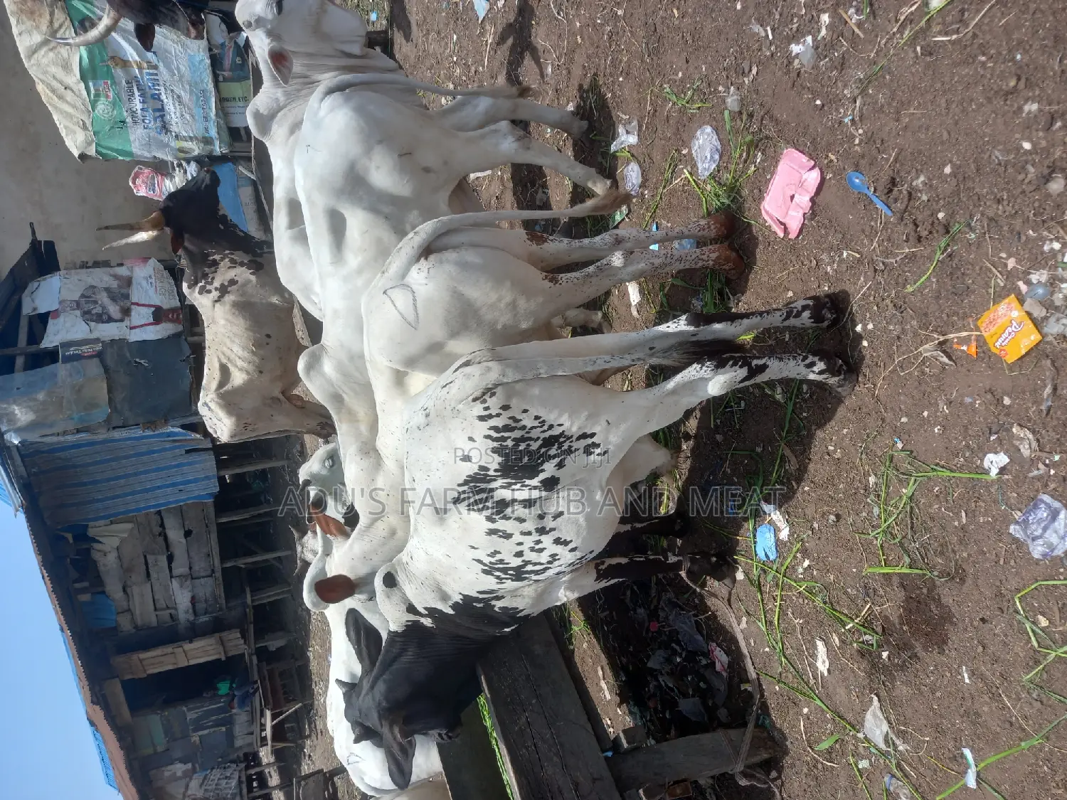 Medium Healthy and Flesh Cows