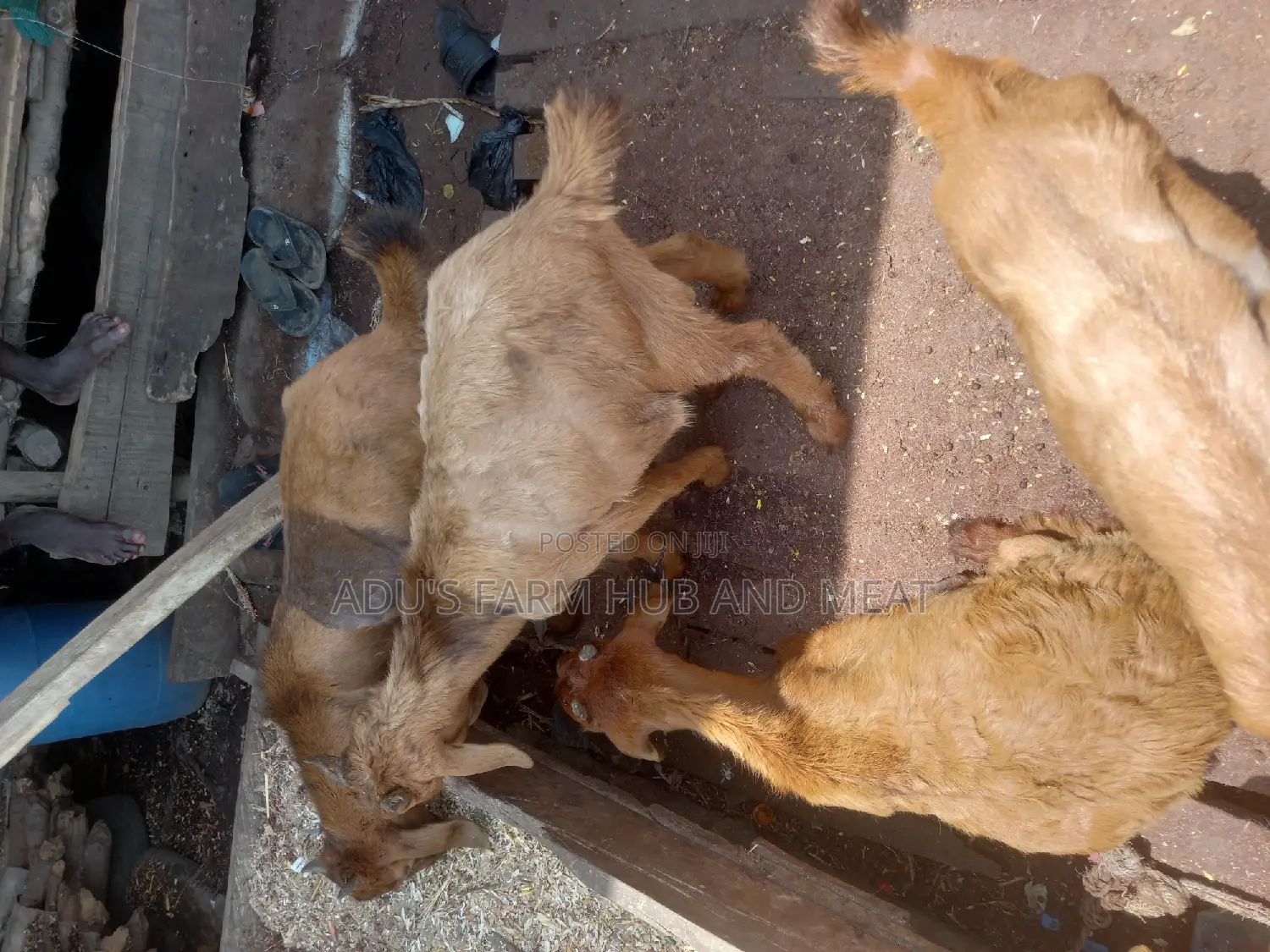 Healhty Live Hausa Goat Meat