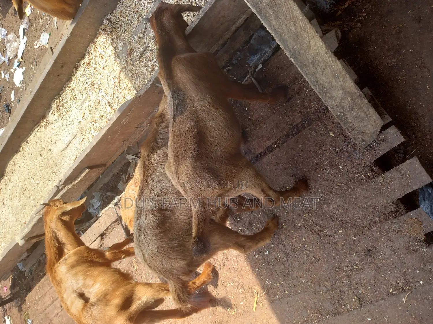 Healhty Live Hausa Goat Meat