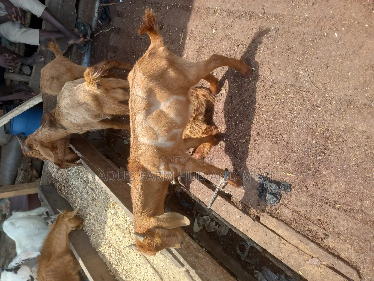Healhty Live Hausa Goat Meat