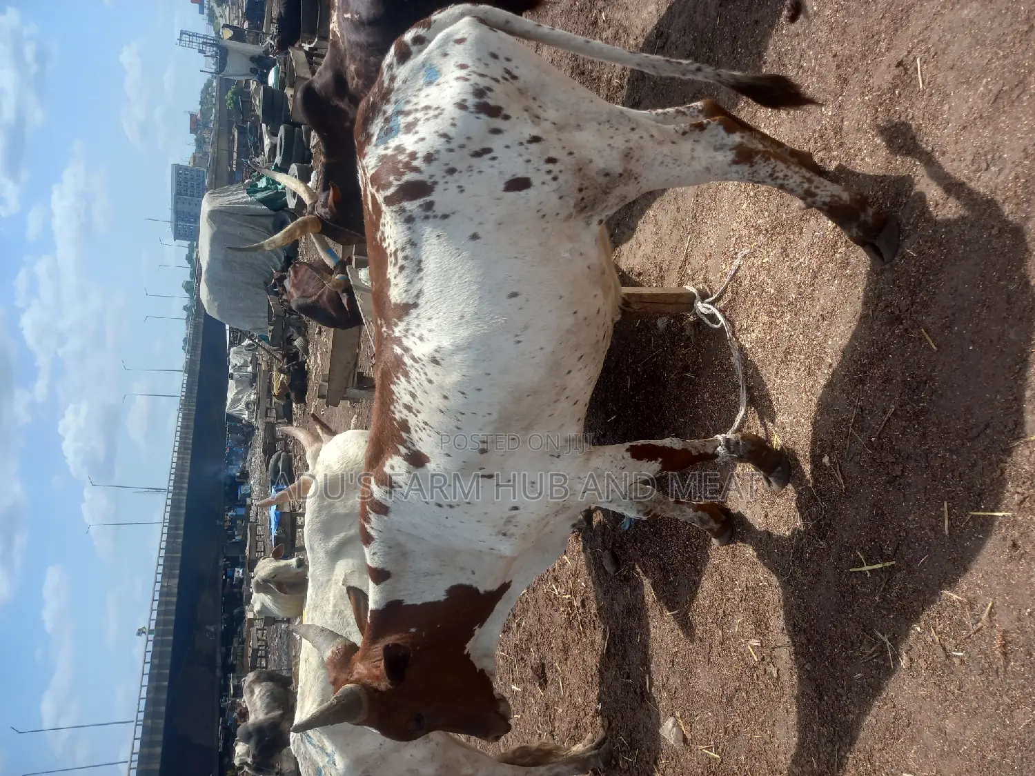 Big Healthy Owambe Cow