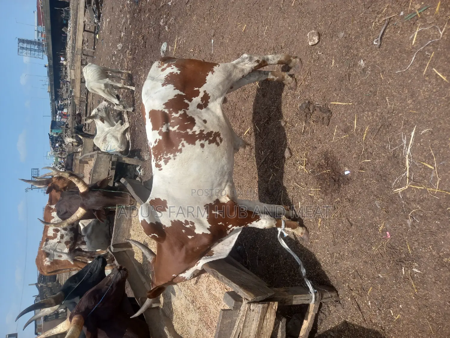 Big Healthy Owambe Cow