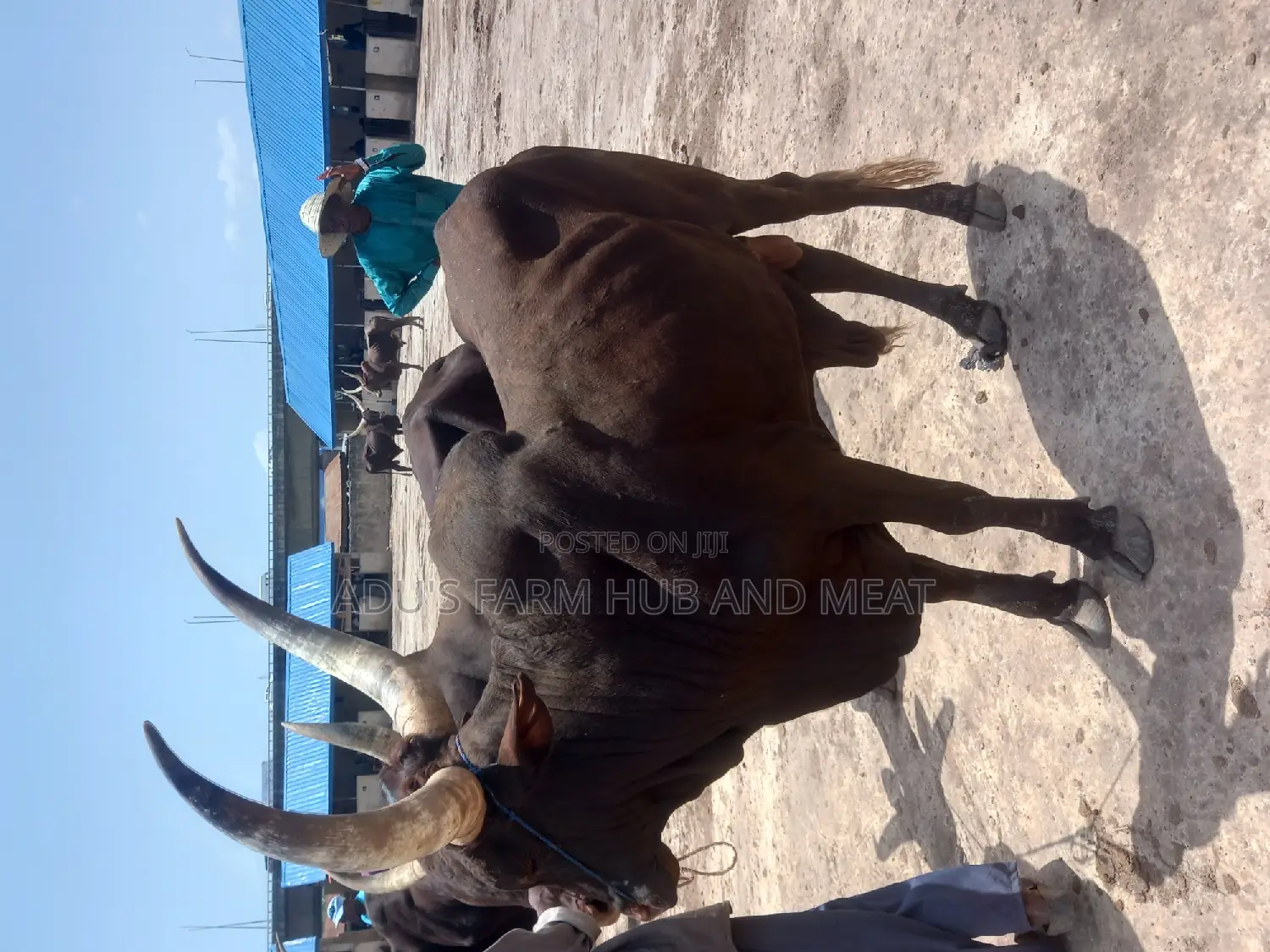 Giant Heavy and Healthy Cows