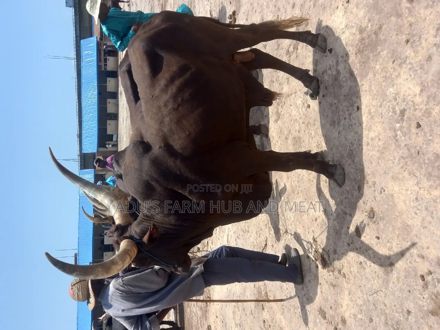 Giant Heavy and Healthy Cows