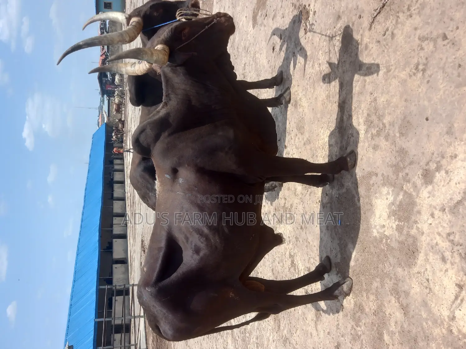 Giant Heavy and Healthy Cows