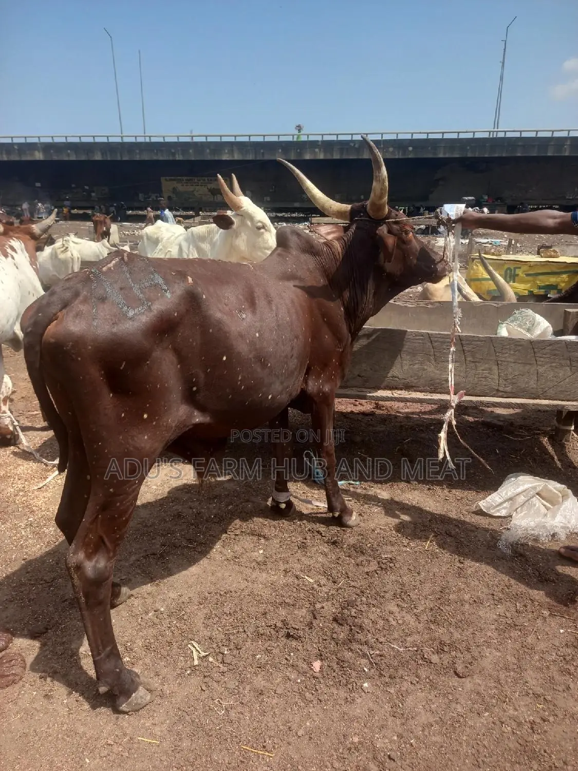 Giant Cows for Big Occasions