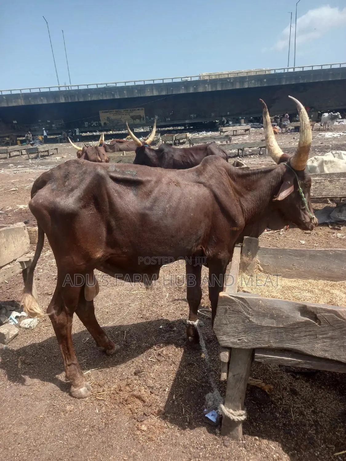 Giant Cows for Big Occasions