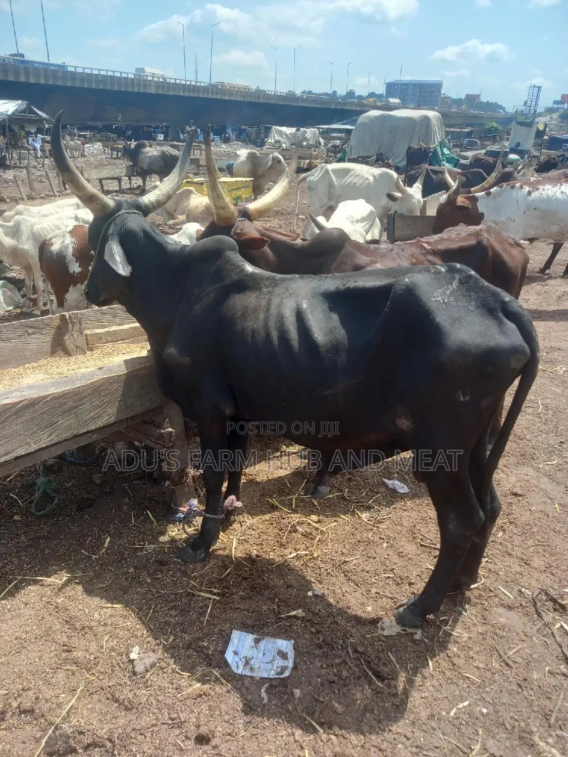 Giant Cows for Big Occasions