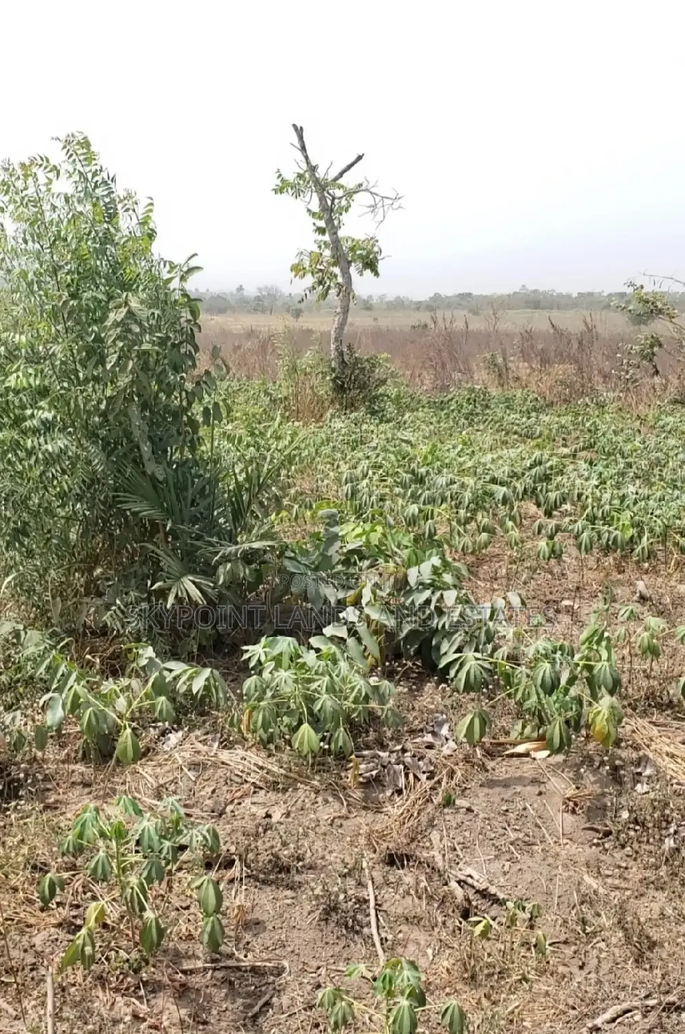 Acres Of Land For Sale At Along Iseyin To Ogbomoso Road.