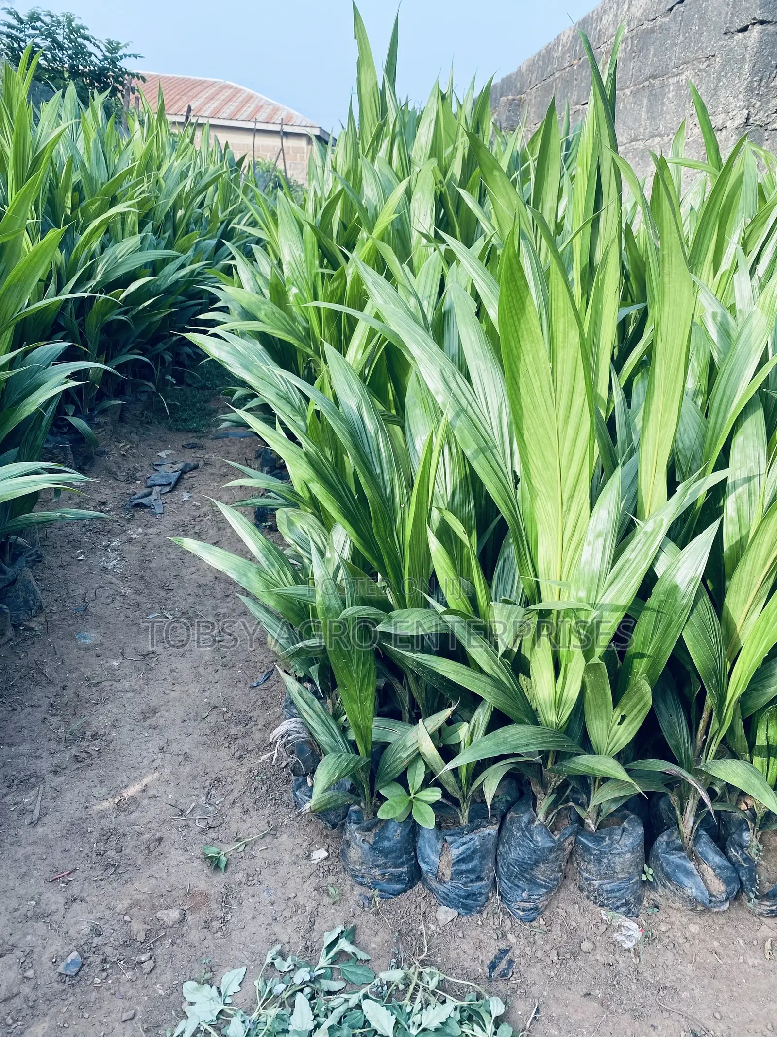 Hybrid Tenera Oil Palm Seedlings