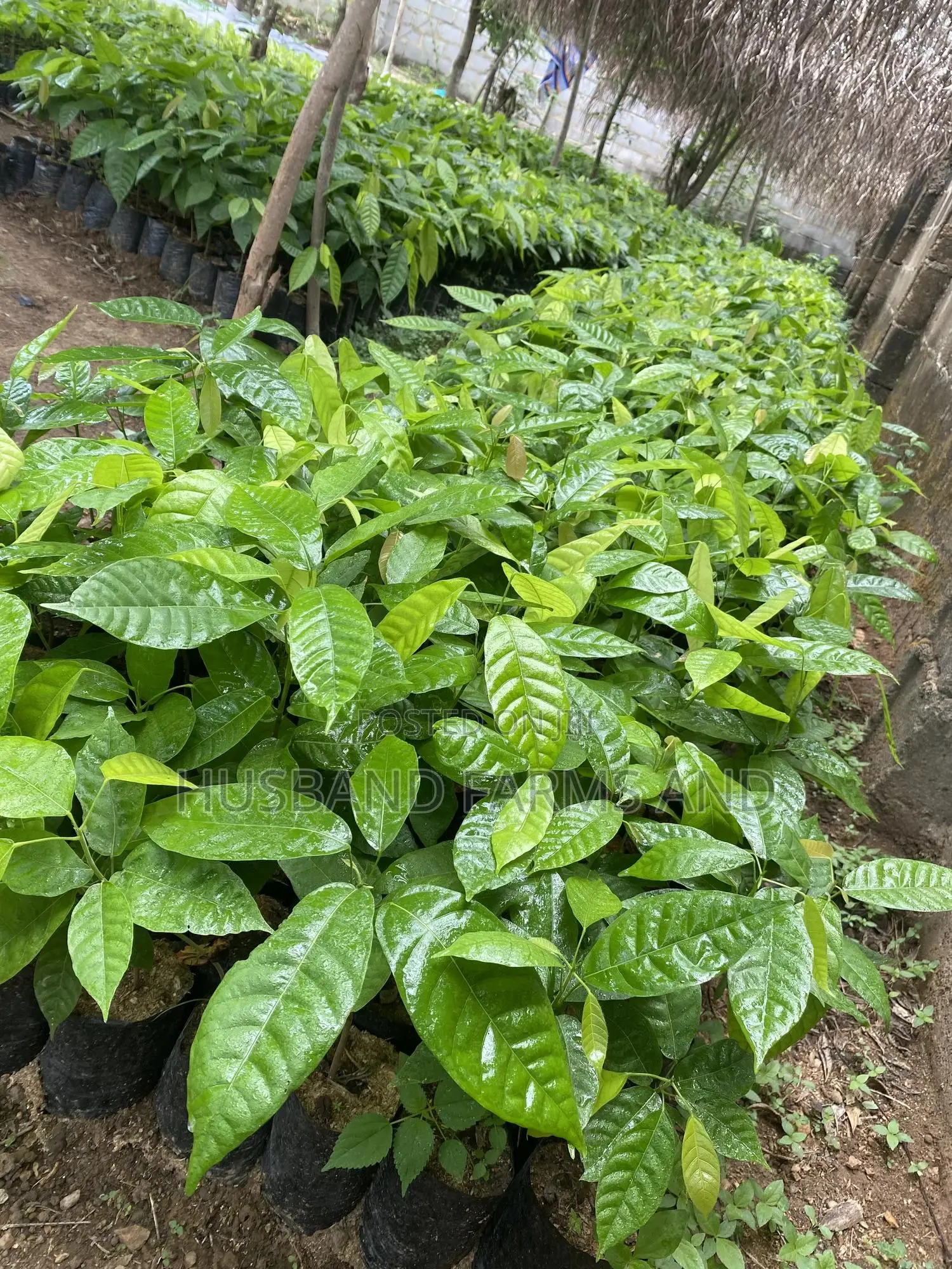 Cocoa Seedlings (Crin Tc Hybrid Series)