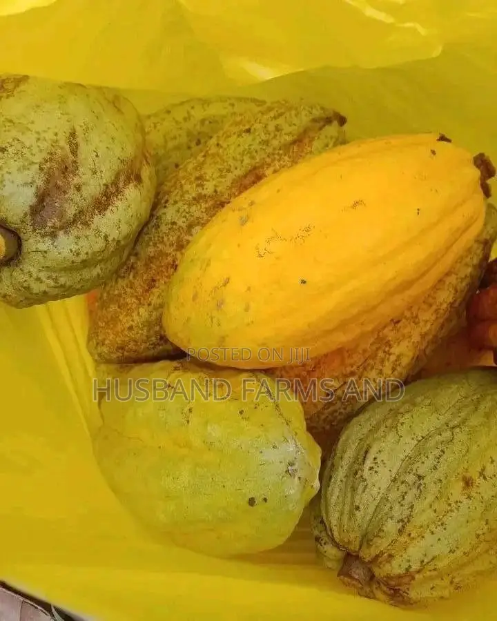 Cocoa Seedlings (Crin Tc Hybrid Series)