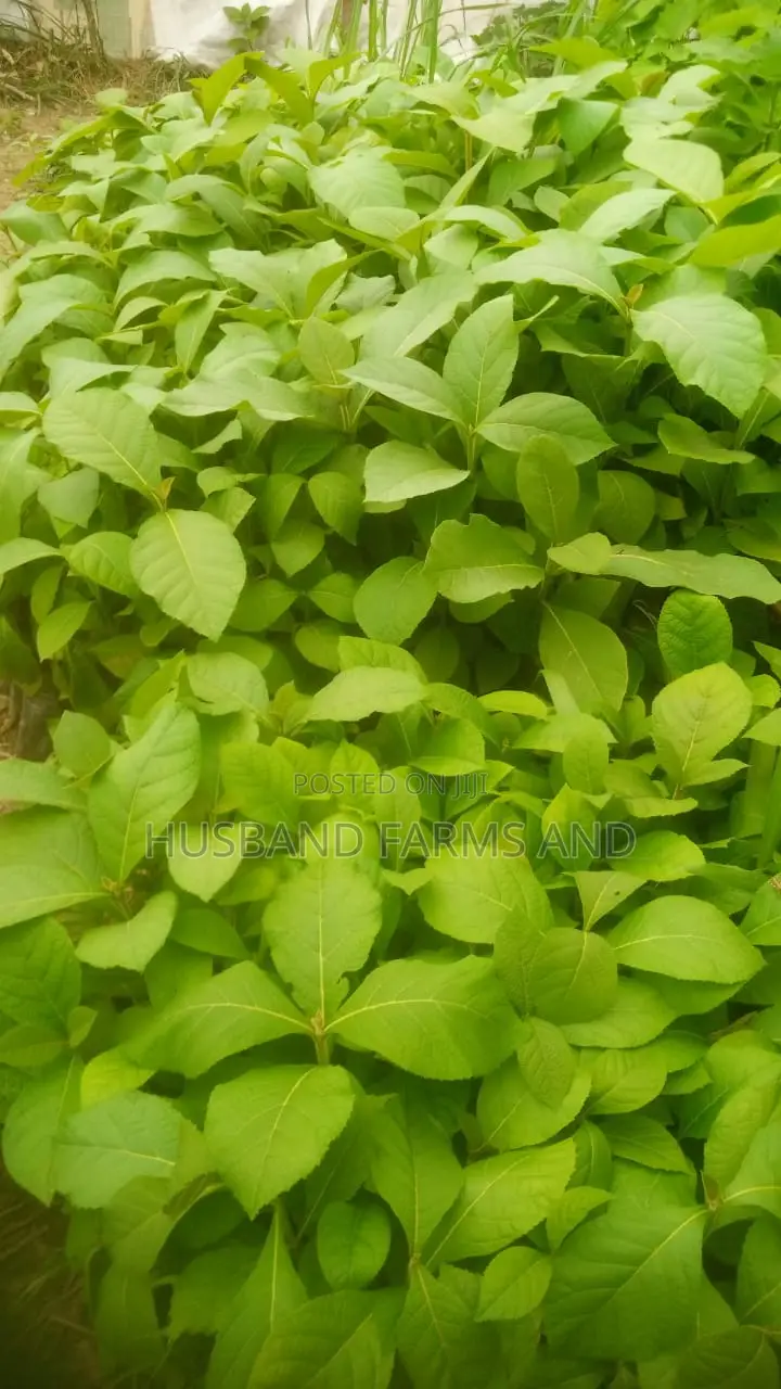 Teak Wood Seedlings Tectona Grandis