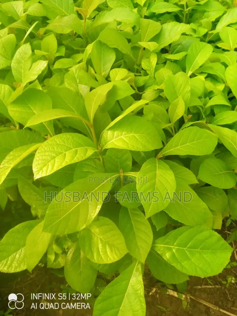 Teak Wood Seedlings Tectona Grandis