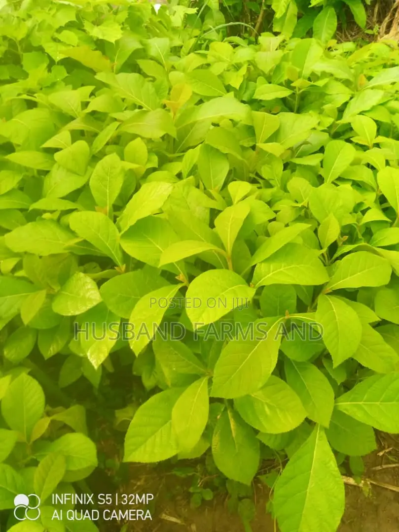 Teak Wood Seedlings Tectona Grandis