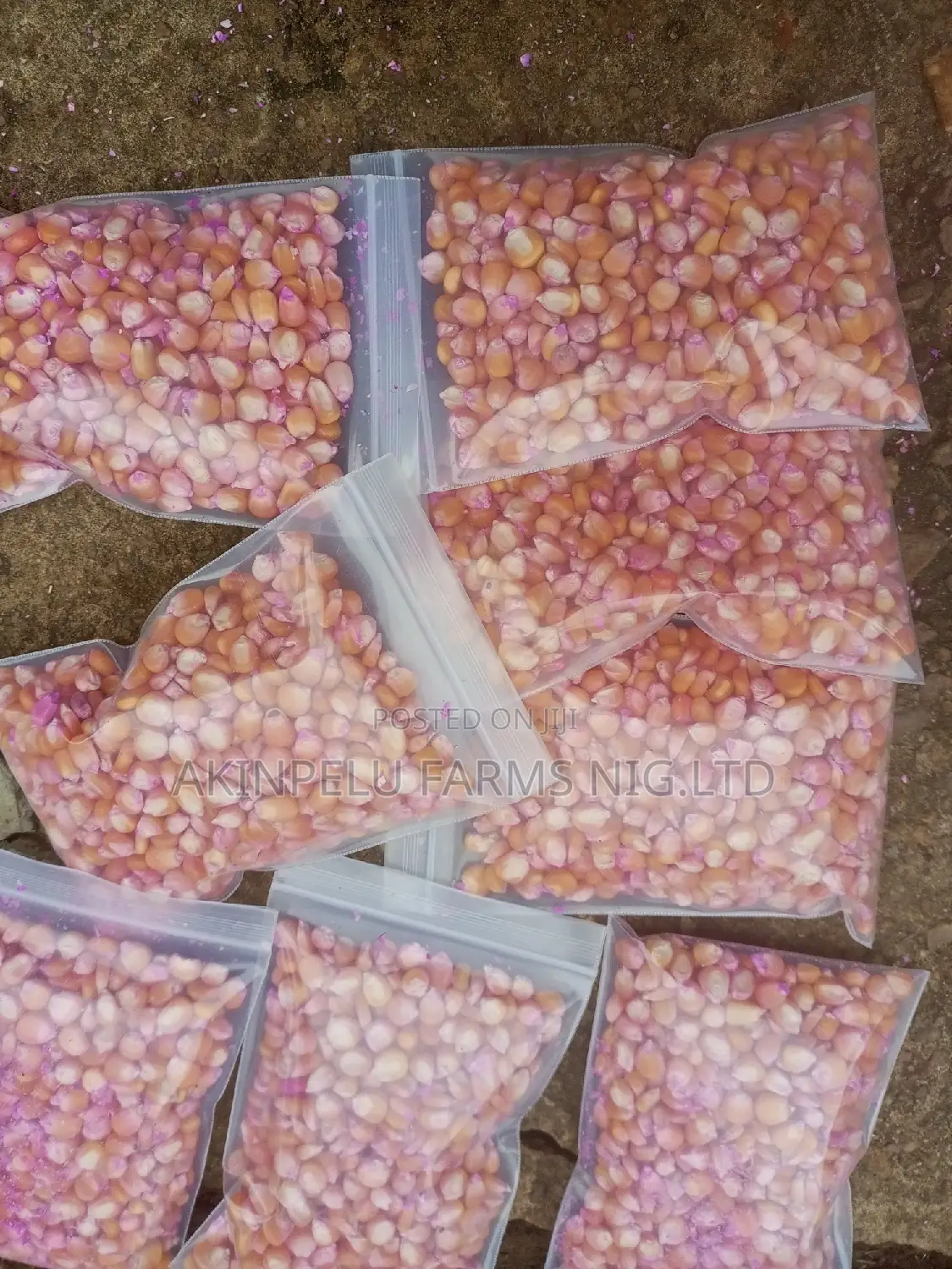 Hybrid Maize Seed for Planting