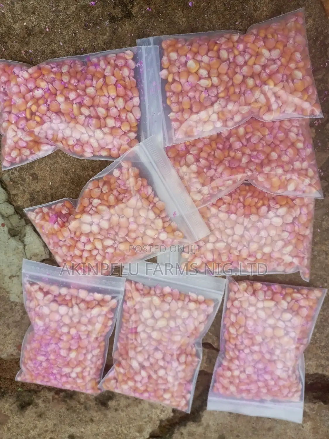Hybrid Maize Seed for Planting