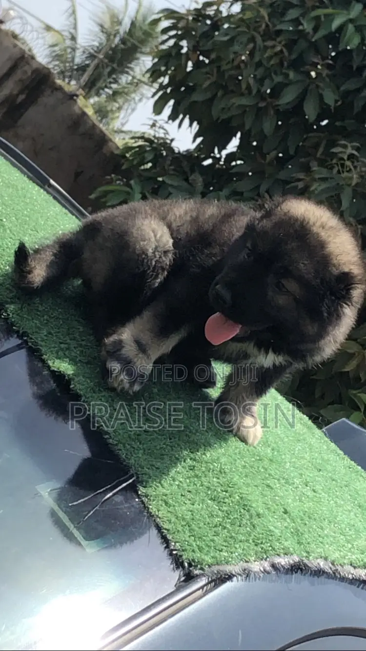1-3 months Female Purebred Caucasian Shepherd
