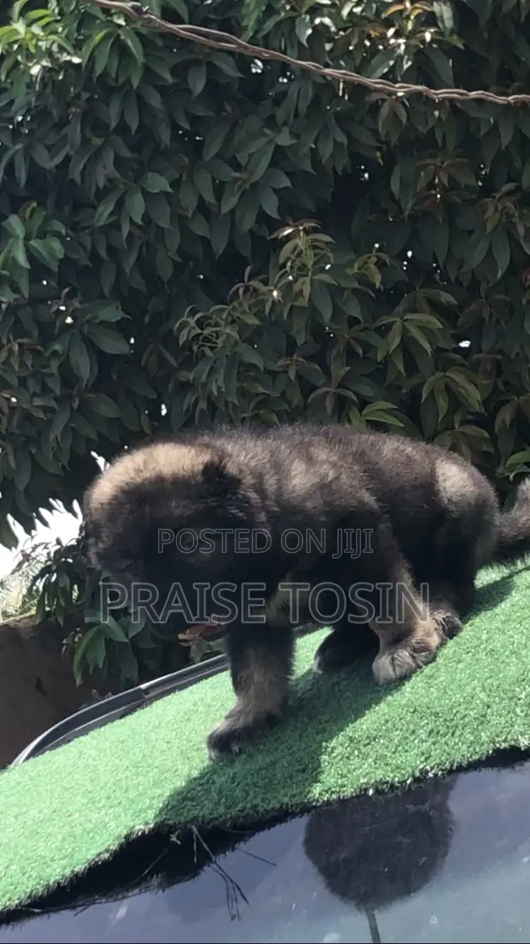 1-3 months Female Purebred Caucasian Shepherd