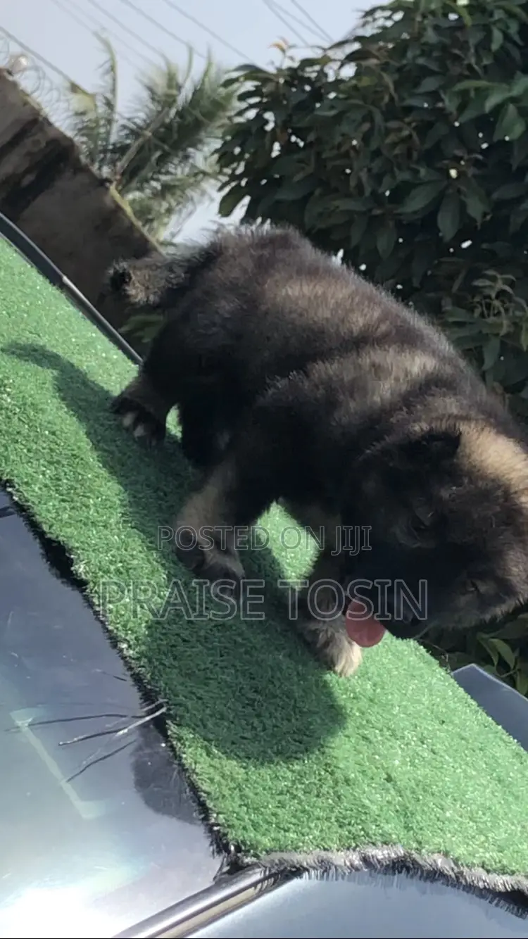 1-3 months Female Purebred Caucasian Shepherd
