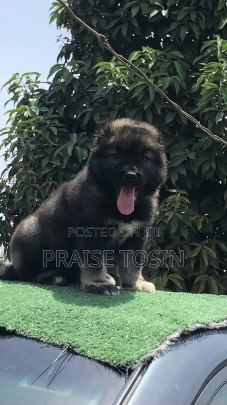 1-3 months Female Purebred Caucasian Shepherd
