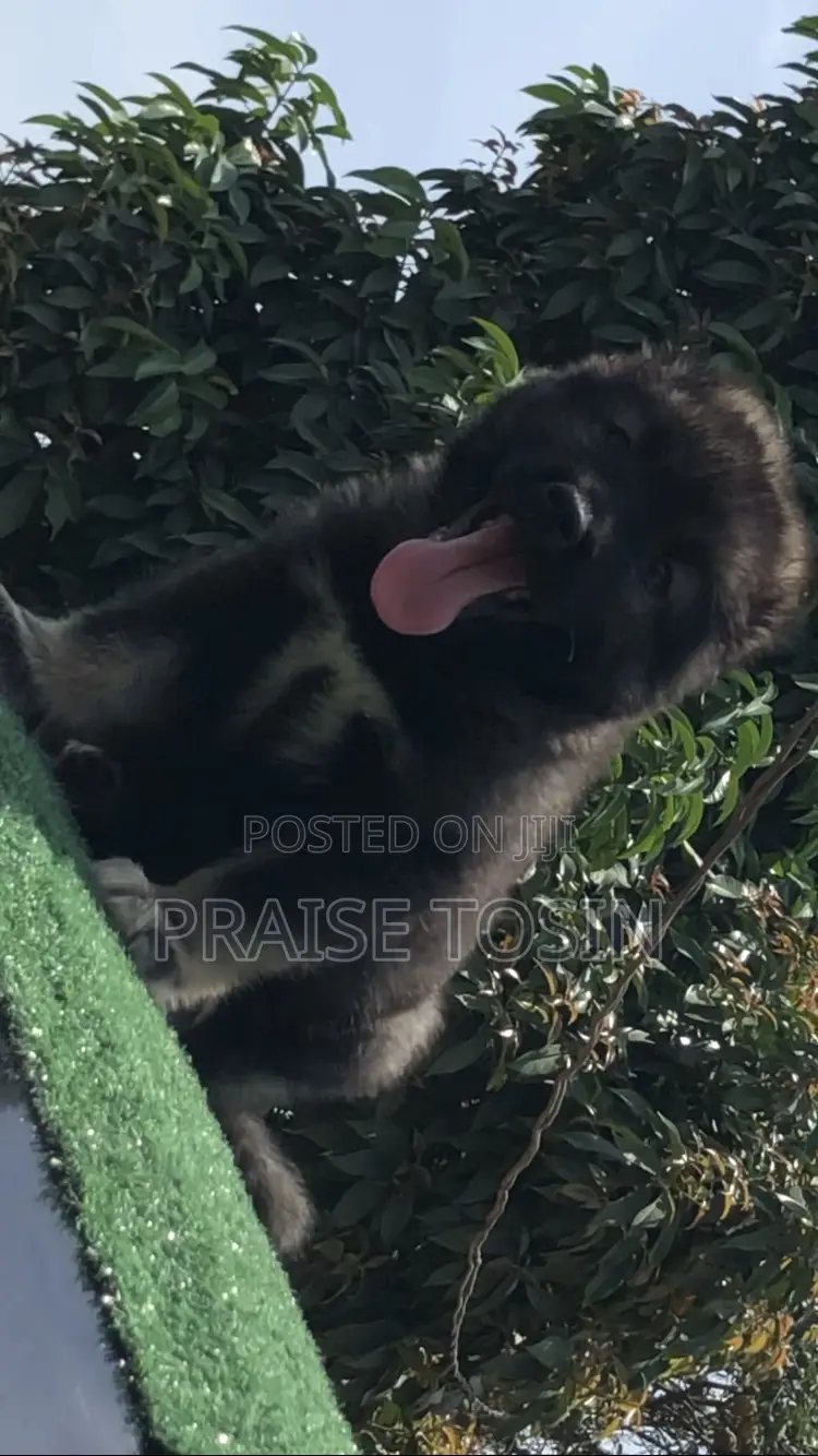 1-3 months Female Purebred Caucasian Shepherd