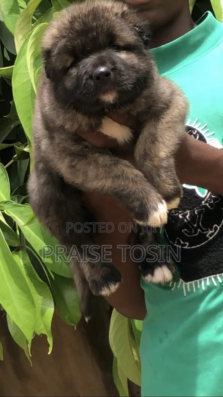 1-3 months Female Purebred Caucasian Shepherd