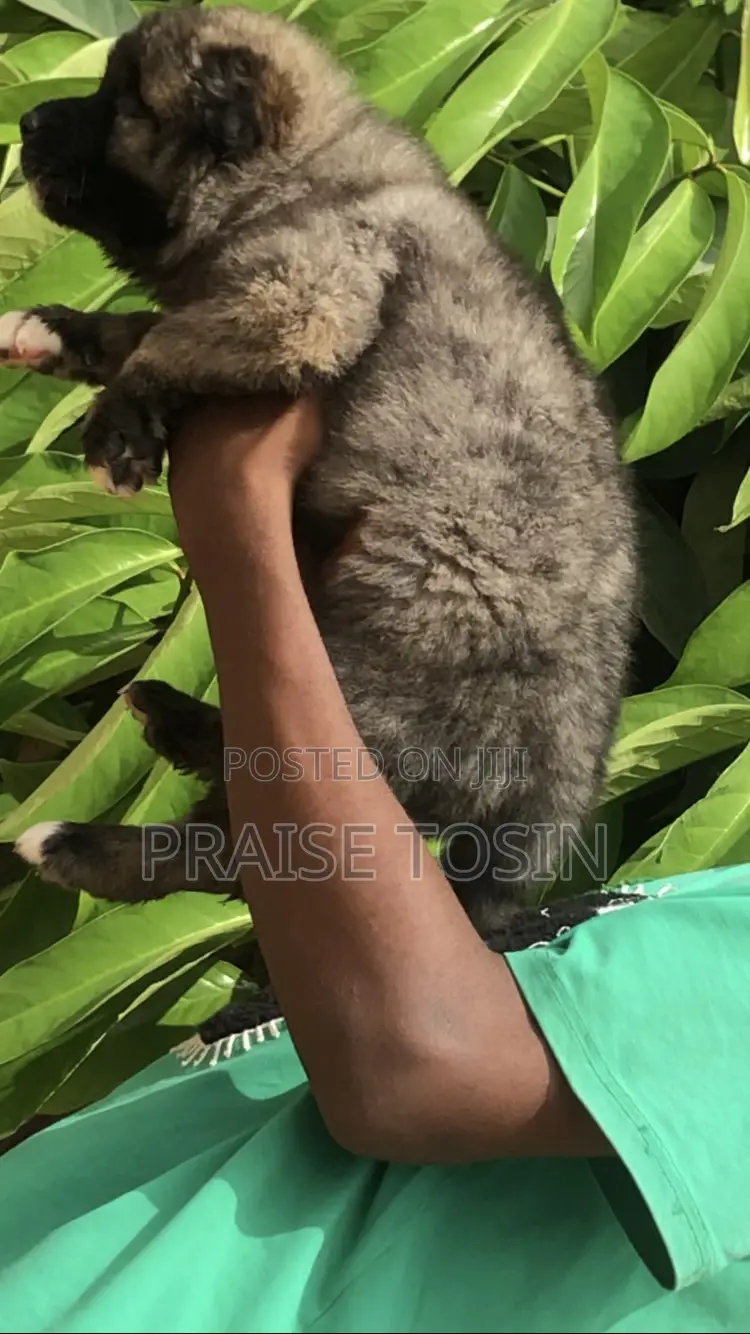1-3 months Female Purebred Caucasian Shepherd