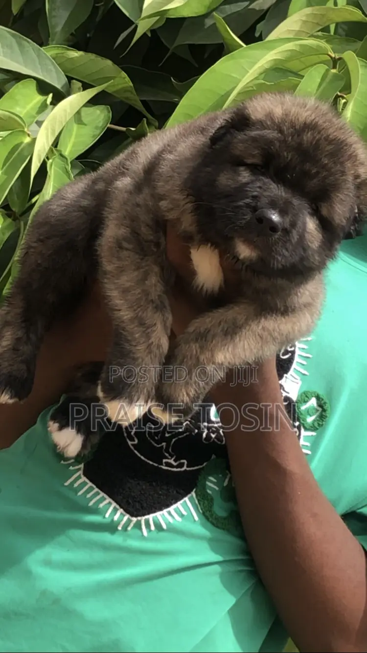 1-3 months Female Purebred Caucasian Shepherd