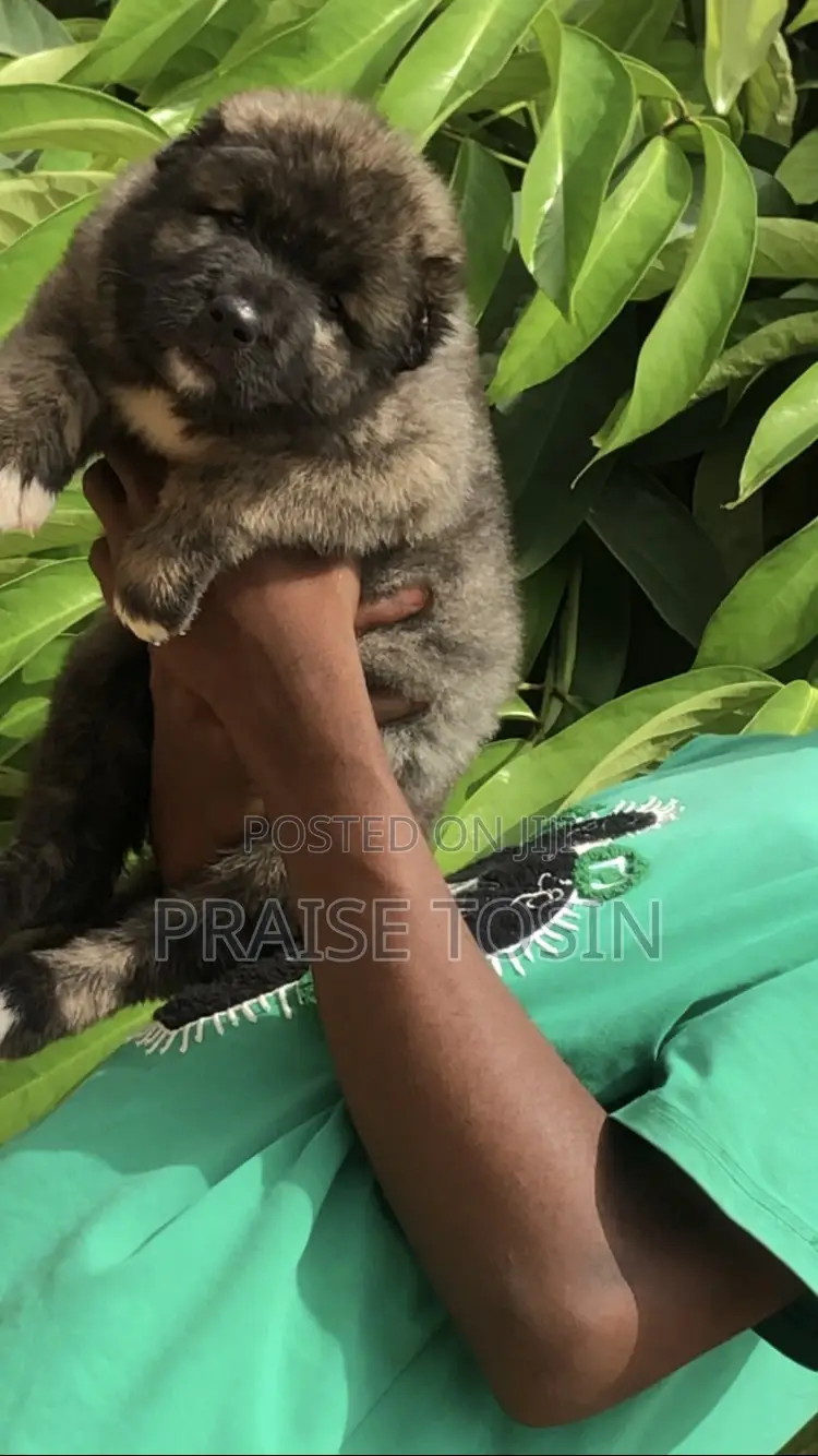 1-3 months Female Purebred Caucasian Shepherd