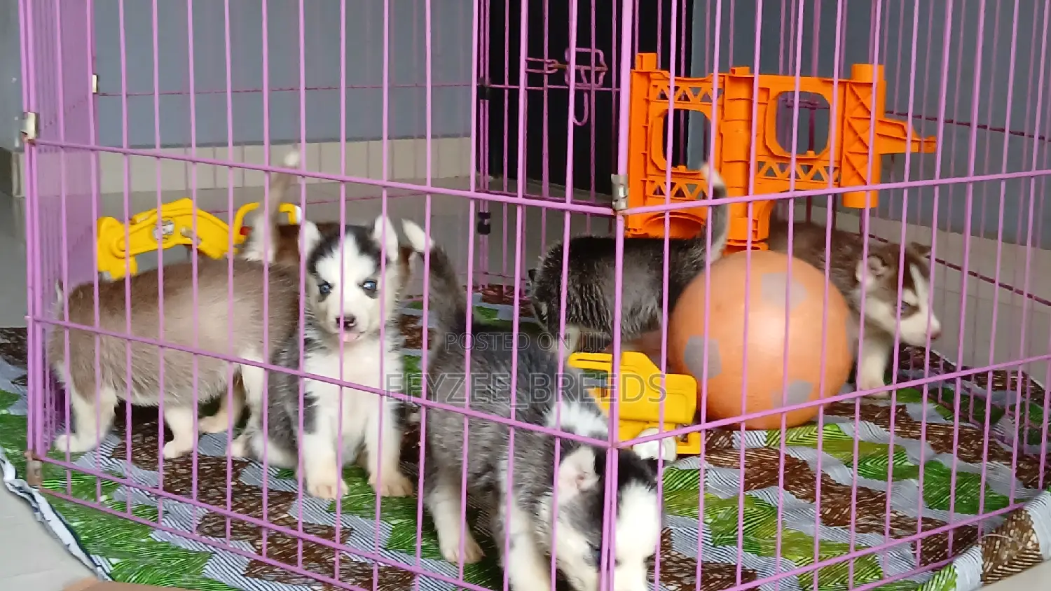 1-3 months Male Purebred Siberian Husky